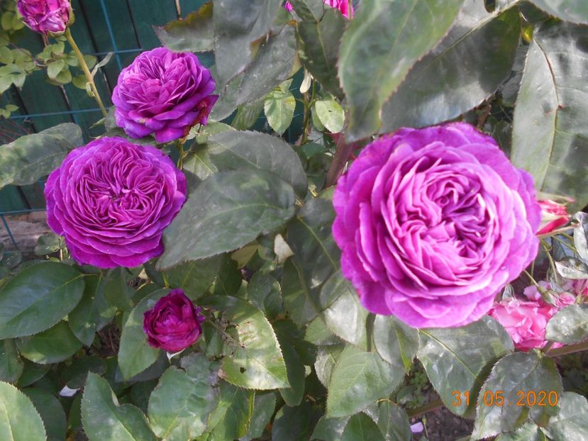  - 1Trandafiri 2020