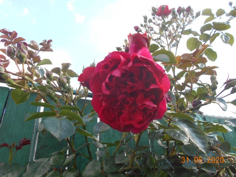  - 1Trandafiri 2020