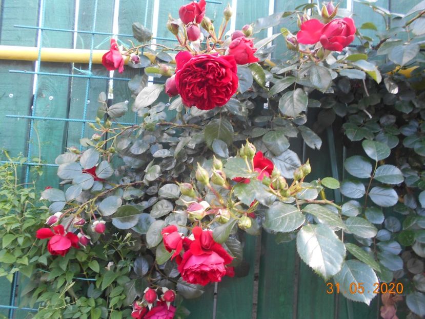  - 1Trandafiri 2020