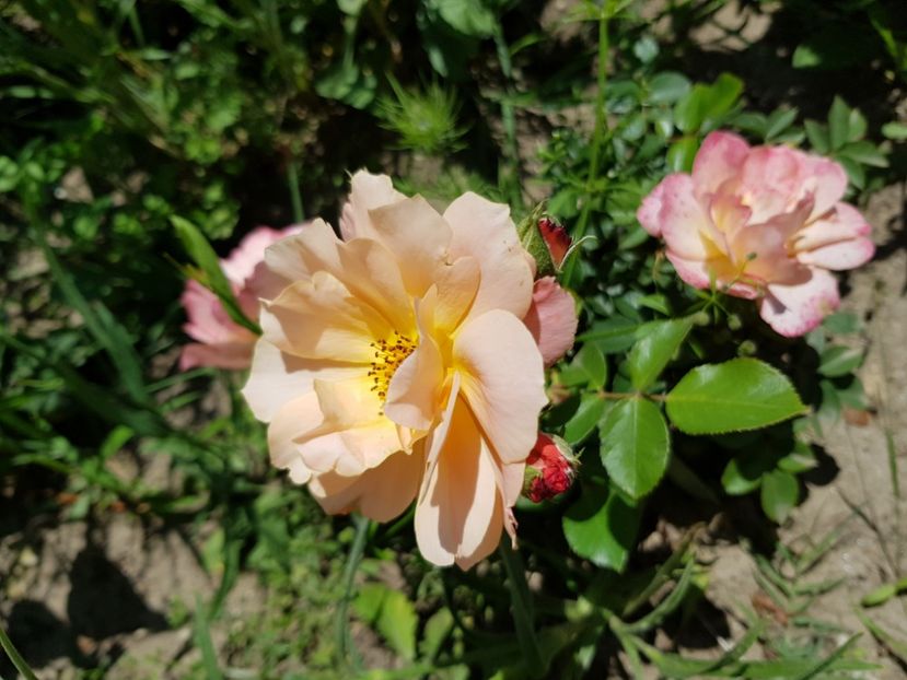 Bordura apricot - Trandafiri 20 Ii