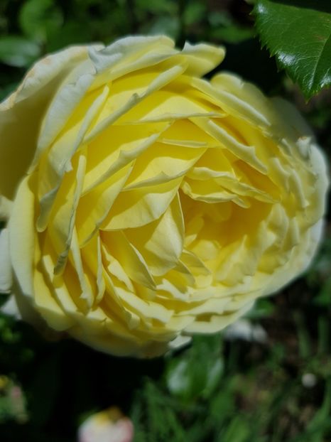 Amnesty international - Trandafiri 20 Ii