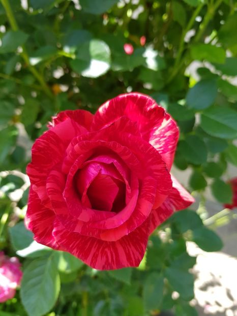 Red - Trandafiri 20 Ii