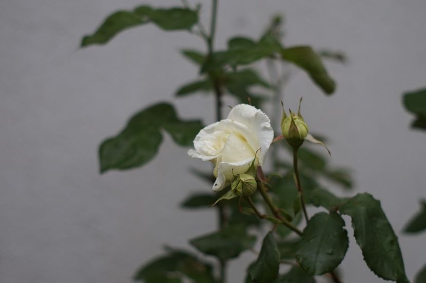  - MAI 2019- MAI 2020