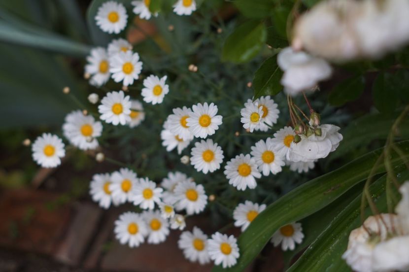  - MAI 2019- MAI 2020