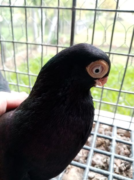  - Jucător de ardeal