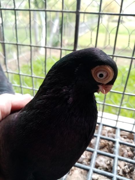  - Jucător de ardeal