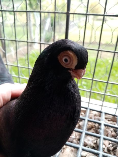  - Jucător de ardeal