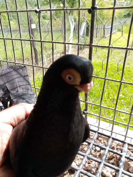  - Jucător de ardeal