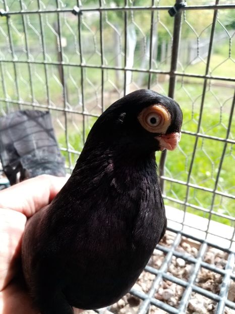  - Jucător de ardeal