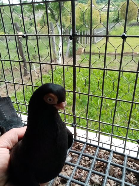  - Jucător de ardeal