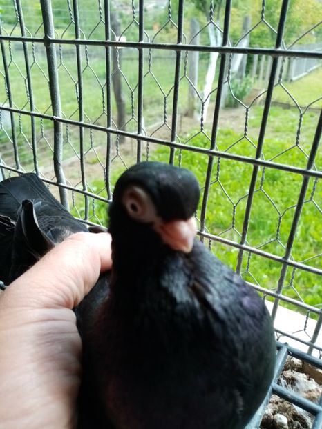  - Jucător de ardeal