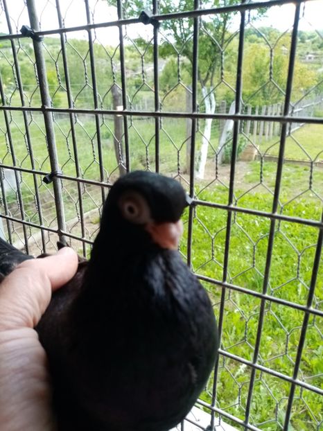  - Jucător de ardeal