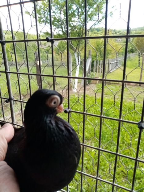  - Jucător de ardeal