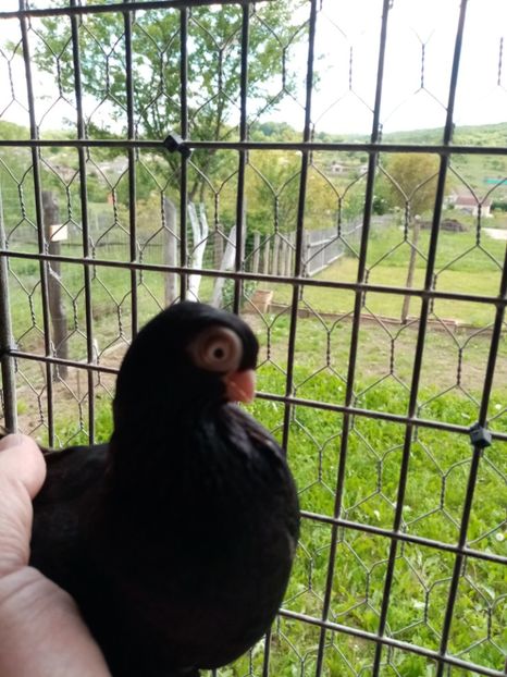  - Jucător de ardeal