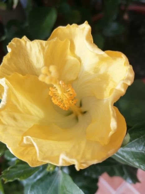  - Hibiscus