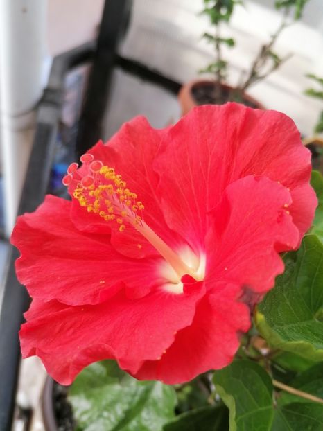  - Hibiscus