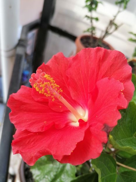  - Hibiscus