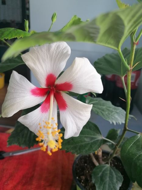  - Hibiscus