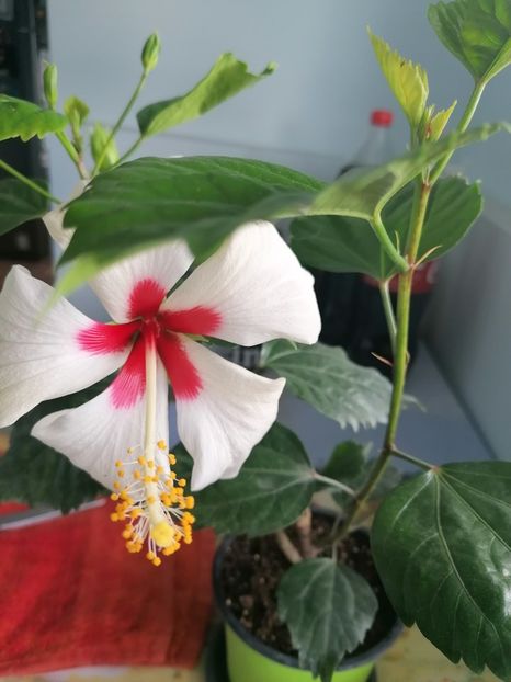  - Hibiscus