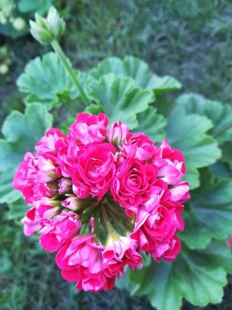 Scarlet Rosebud - A-Muscate 2020