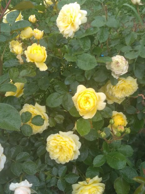 anny duperey - Trandafiri 2020