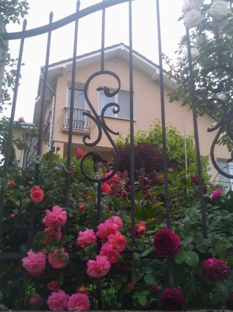 christopher marlowe si MW - Trandafiri 2020