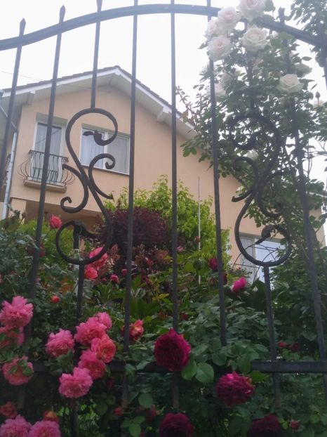 christopher marlowe si MW - Trandafiri 2020