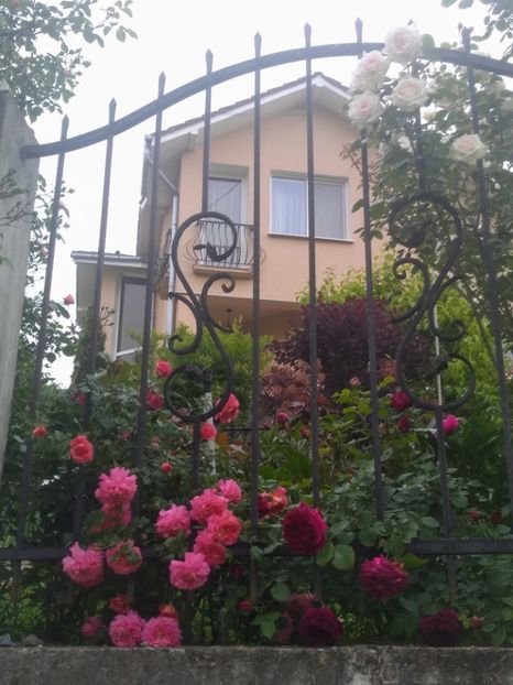 christopher marlowe si MW - Trandafiri 2020