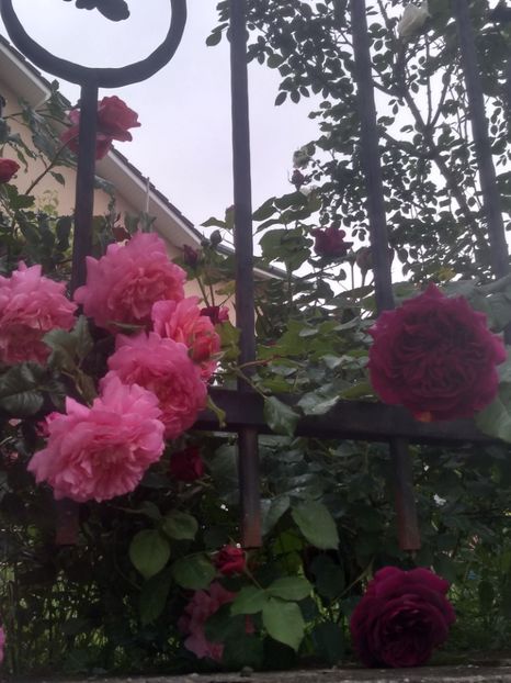 christopher marlowe si MW - Trandafiri 2020