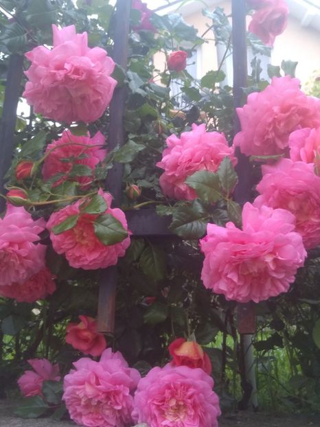 christopher marlowe - Trandafiri 2020