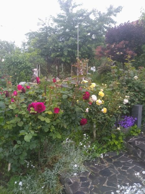 MW - Trandafiri 2020