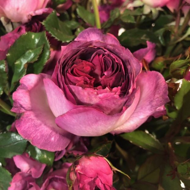 Rosier_Thierry_Marx_m - dorinte trandafiri