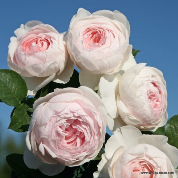 Herzogin_Christiana - dorinte trandafiri