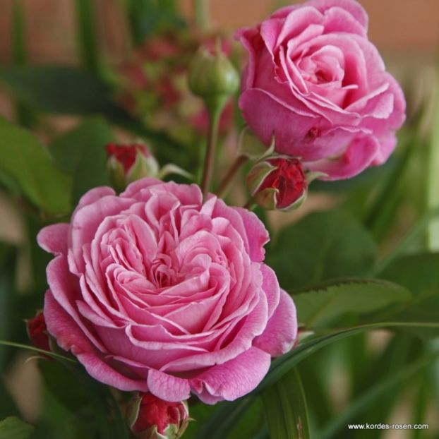Rosengraefin_Marie_Henriette - dorinte trandafiri