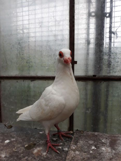 M - Indian german 2020