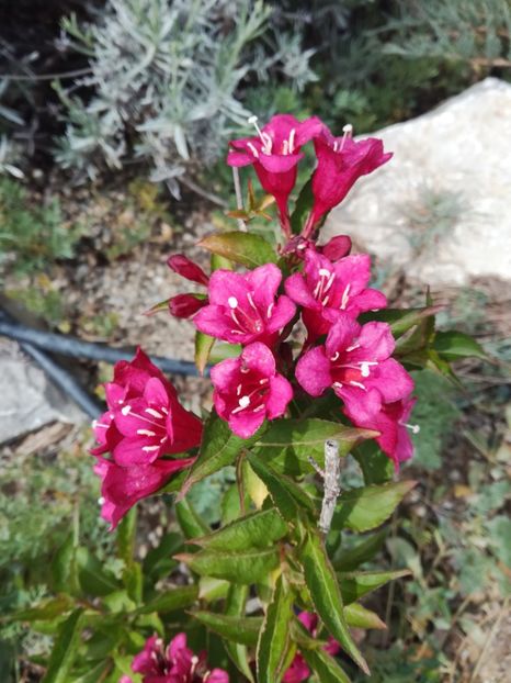 Weigela Red Prince - Arbusti