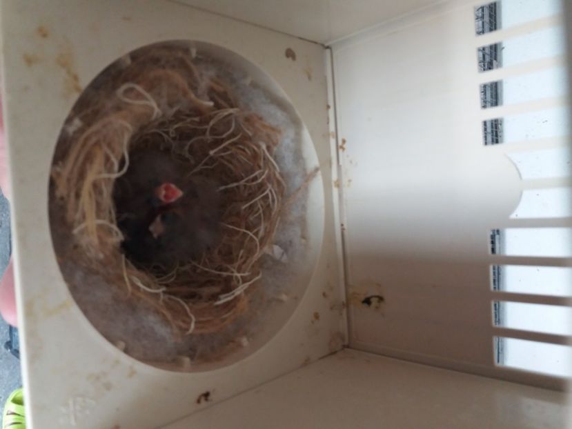  - pui hibrizi petrusi 2020