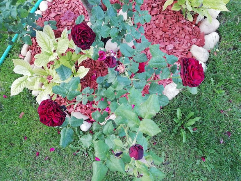  - Astrid Grafin von Hardenberg