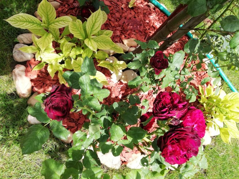  - Astrid Grafin von Hardenberg