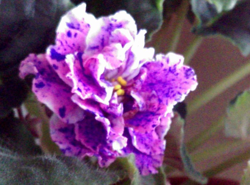  - LE Rozmari de la AM