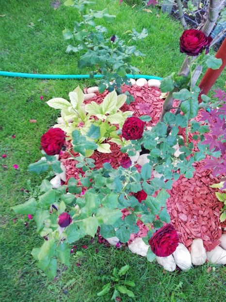  - Gradina sfârșit de mai 2020