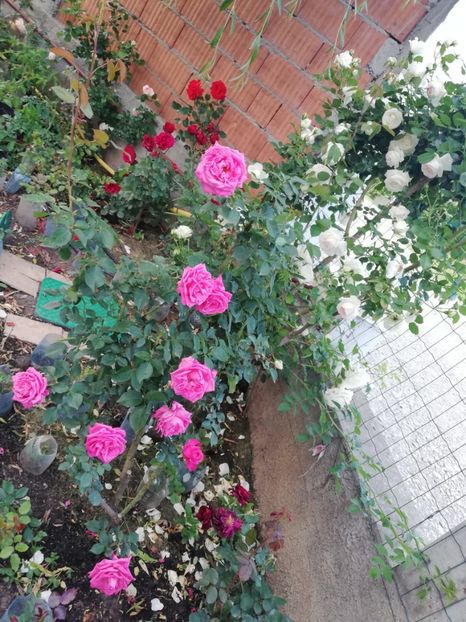  - Gradina sfârșit de mai 2020