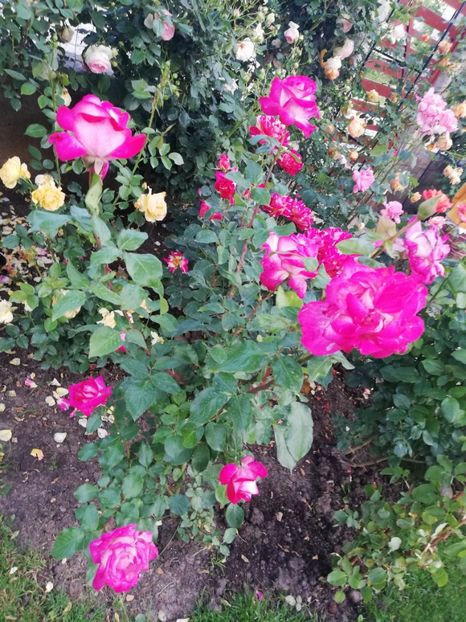  - Gradina sfârșit de mai 2020