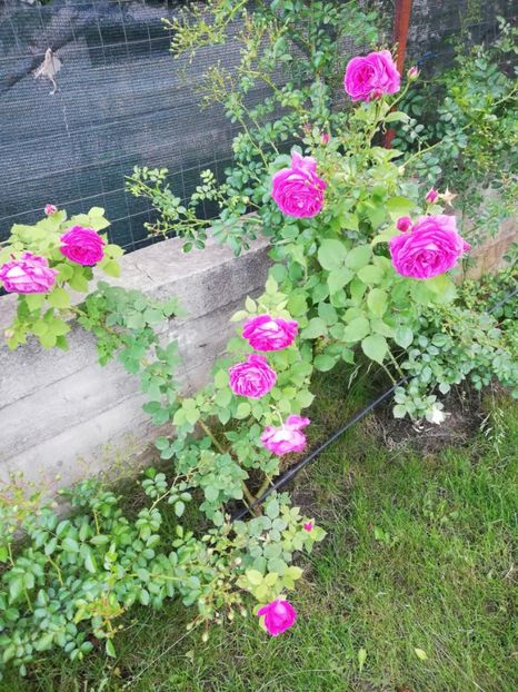  - Gradina sfârșit de mai 2020