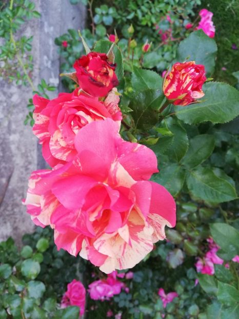  - Gradina sfârșit de mai 2020