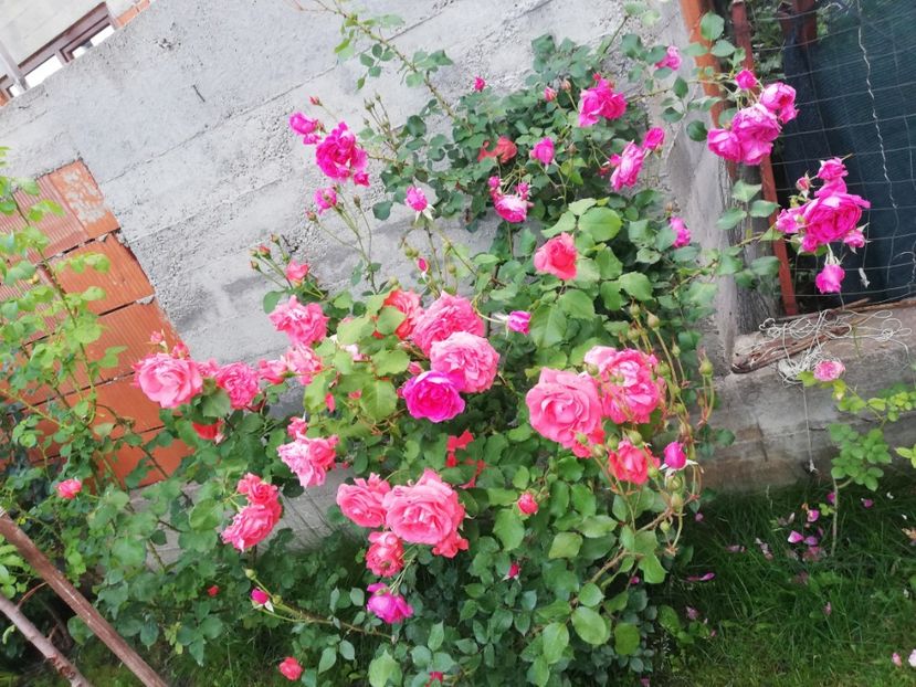  - Gradina sfârșit de mai 2020