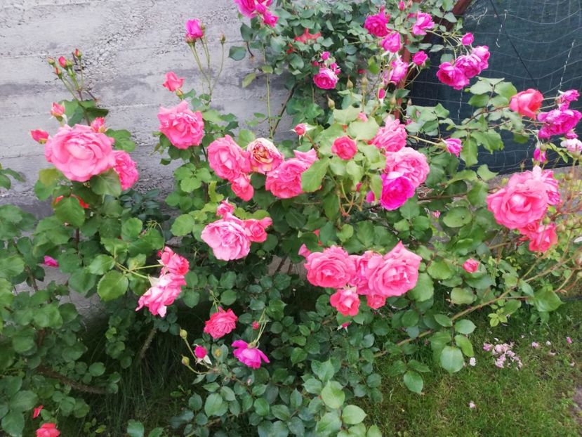  - Gradina sfârșit de mai 2020