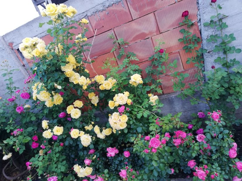  - Gradina sfârșit de mai 2020