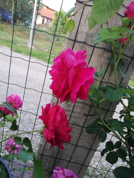  - Gradina sfârșit de mai 2020