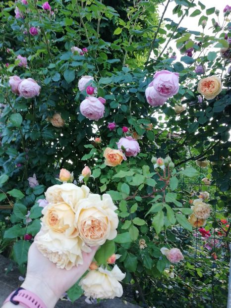  - Gradina sfârșit de mai 2020